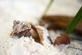 Hermit crab hiding in the shell on white sand beach Royalty Free Stock Photo