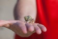 Hermit crab holding man by hand