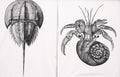 Hermit crab and Horseshoe crab illustration