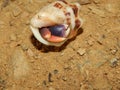 A hermit crab in Tobago