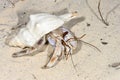 Hermit crab, ifaty Royalty Free Stock Photo