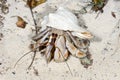 Hermit crab, ifaty Royalty Free Stock Photo