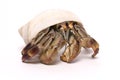 Hermit crab isolated on white