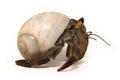 Hermit crab isolated on white