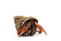 The hermit crab isolated on white background Royalty Free Stock Photo