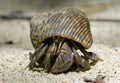Hermit crab in its conch Royalty Free Stock Photo