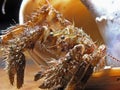 Hermit Crab - macro Royalty Free Stock Photo