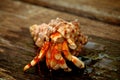 Hermit Crab Royalty Free Stock Photo