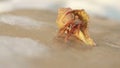 Hermit crab, pagurian