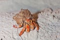 Hermit Crab - Pagurus Bernhardus