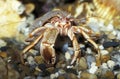 Hermit Crab, pagurus bernhardus, Adult in its Shell