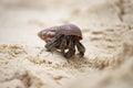 Hermit crab (Pagurus bernhardus) walking with his shell Royalty Free Stock Photo