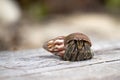 Hermit crab (Pagurus bernhardus) walking with his shell Royalty Free Stock Photo