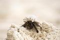 Hermit crab (Pagurus bernhardus) walking with his shell Royalty Free Stock Photo