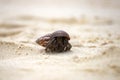 Hermit crab (Pagurus bernhardus) walking with his shell Royalty Free Stock Photo