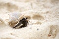 Hermit crab (Pagurus bernhardus) walking with his shell Royalty Free Stock Photo