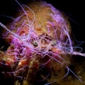 Hermit crab, Pagurus prideaux. Loch Linnhe. Diving, Scotland