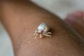 Hermit crab plays on a child hand Royalty Free Stock Photo