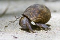 Hermit crab protect Royalty Free Stock Photo