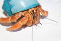 Hermit Crab with Purple Fiddler Claw 2