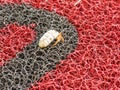 Hermit crab on a red-black plastic mat in the Dominican Republic
