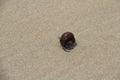 Hermit crab on sand beach Royalty Free Stock Photo