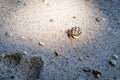 Hermit crab in sand Royalty Free Stock Photo