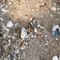 Hermit crab in sand Royalty Free Stock Photo