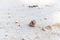 Hermit crab in sand Royalty Free Stock Photo