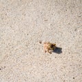 Hermit crab in sand Royalty Free Stock Photo
