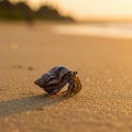 Hermit Crab on Sandy Beach at Sunset Royalty Free Stock Photo