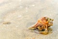 Hermit Crab in a shell