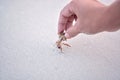 A hermit crab with a shell crawling on the white sand and the human hand Royalty Free Stock Photo