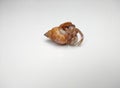 Hermit crab, shell isolated on white background Royalty Free Stock Photo