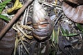 Hermit crab in the shell, Madagascar Royalty Free Stock Photo