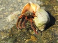Hermit crab in the shell Rapana Royalty Free Stock Photo