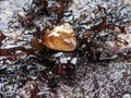 Hermit crab shell/ snailshell