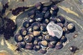 Hermit crab shells in tidepool. Royalty Free Stock Photo