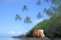 Hermit crab sit on a rock on islet in Muri lagoon Rarotonga Cook Royalty Free Stock Photo