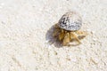 Hermit Crab, Soldier Crab, Diogenes-crab