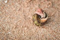 Hermit crab take a peek coming out from its spiral shell in a sandy beach Royalty Free Stock Photo