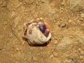 A hermit crab in Tobago