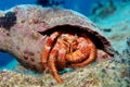 Hermit Crab in Triton Shell Royalty Free Stock Photo