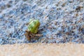 Hermit Crab on a beach Royalty Free Stock Photo