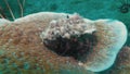 Hermit Crab Underwater Macro Close Up Seascape Of Cute Critter Under Shell On Coral Reef