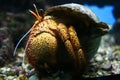 Hermit Crab Royalty Free Stock Photo