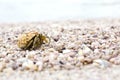 Hermit crab walk a long the beach Royalty Free Stock Photo
