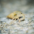 Hermit crab walk. Royalty Free Stock Photo