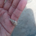 a hermit crab walked on my hand-2 Royalty Free Stock Photo