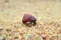 Hermit crab walking alone on beach sand moving his house with him Royalty Free Stock Photo